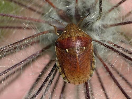 Réf. 284 872 : Eurygaster maura